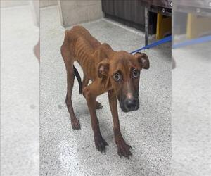 American Pit Bull Terrier-Unknown Mix Dogs for adoption in Conroe, TX, USA