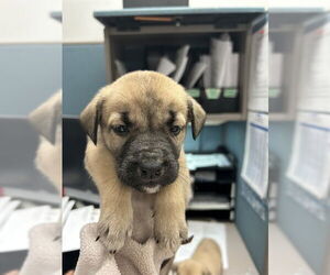 Black Mouth Cur-Unknown Mix Dogs for adoption in Oklahoma City, OK, USA