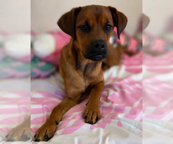 Medium Photo #5 Puggle Puppy For Sale in Aurora, IN, USA