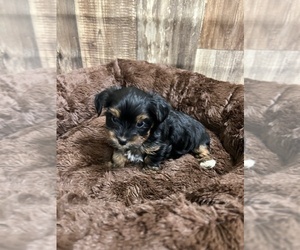 Yorkshire Terrier Puppy for sale in NORMANGEE, TX, USA
