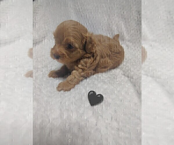 Medium Photo #5 Maltipoo (Toy) Puppy For Sale in SAN ANTONIO, TX, USA