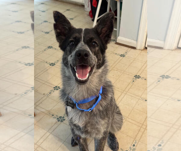 Medium Photo #1 Mutt Puppy For Sale in Garden City, NY, USA