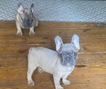 Small Photo #6 French Bulldog Puppy For Sale in NORRIS CITY, IL, USA