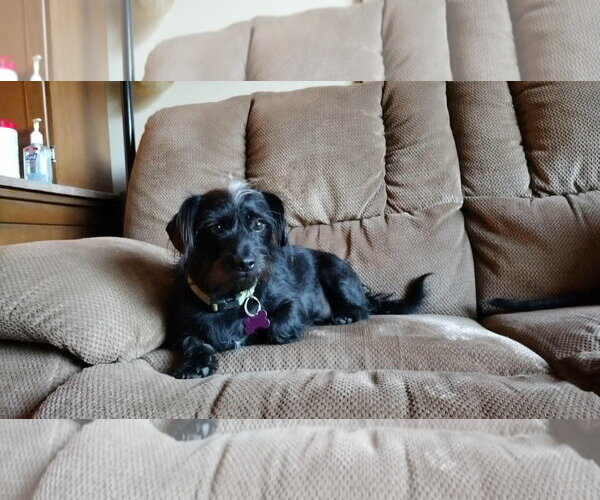 Medium Photo #16 Chihuahua-Unknown Mix Puppy For Sale in Crystal, MN, USA