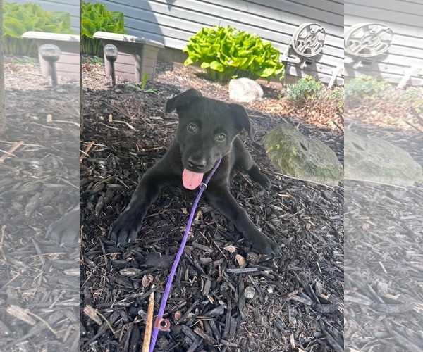 Medium Photo #4 Labrador Retriever-Unknown Mix Puppy For Sale in Marine City, MI, USA