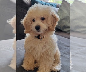 Poodle (Miniature) Puppy for sale in TERRYVILLE, CT, USA