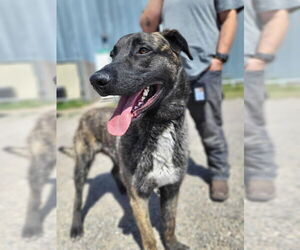 Holland Shepherd-Unknown Mix Dogs for adoption in Imlay City, MI, USA