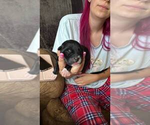 Doxie-Pin Dogs for adoption in Calgary, Alberta, Canada