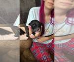 Small Doxie-Pin