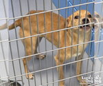 Small #1 Retriever  Mix