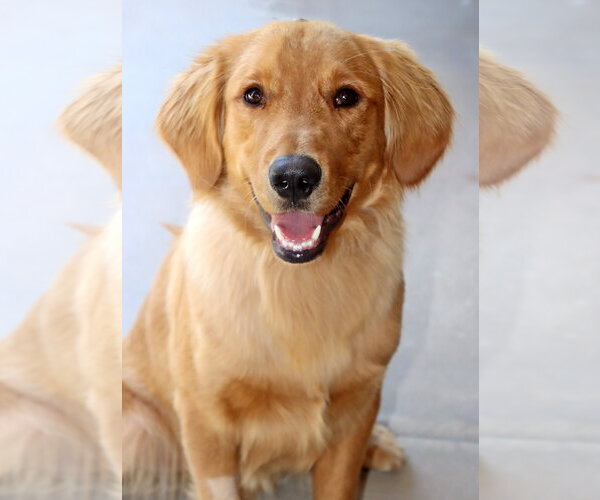 Medium Photo #1 Golden Retriever Puppy For Sale in Glendale , AZ, USA