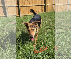 Mutt Dogs for adoption in Jackson, MS, USA