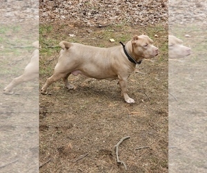 Mother of the American Bully puppies born on 05/16/2023