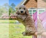 Small Photo #18 Goldendoodle (Miniature) Puppy For Sale in STELLA, NC, USA