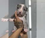 Small Photo #4 American Bully Puppy For Sale in DELTONA, FL, USA