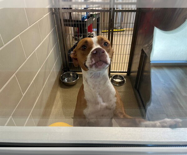 Medium Photo #1 American Staffordshire Terrier-Unknown Mix Puppy For Sale in Grand Prairie, TX, USA