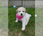 Small Great Pyrenees