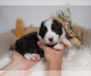Border Collie Puppy for sale in CONWAY, MO, USA