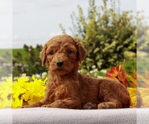 Goldendoodle-Poodle (Standard) Mix Puppy for sale in HONEY BROOK, PA, USA