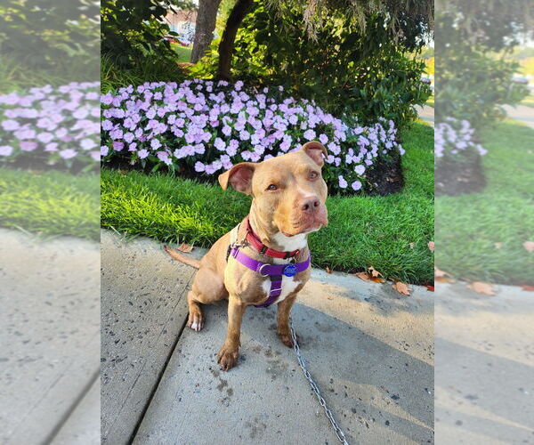 Medium Photo #17 American Staffordshire Terrier Puppy For Sale in Sayreville, NJ, NJ, USA
