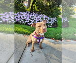 Small #16 American Staffordshire Terrier