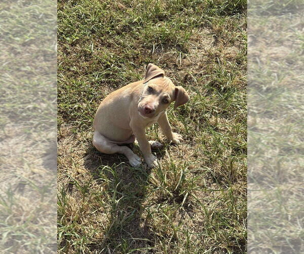 Medium Photo #10 American Pit Bull Terrier-American Staffordshire Terrier Mix Puppy For Sale in Wenonah, NJ, USA