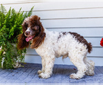 Small #5 Cockapoo