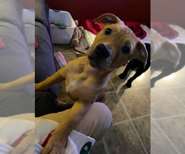 Medium Photo #5 Mutt Puppy For Sale in Farmington, MN, USA