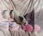 Small Photo #13 Boston Terrier Puppy For Sale in MINERAL WELLS, WV, USA