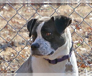 Mutt Dogs for adoption in Union, WV, USA