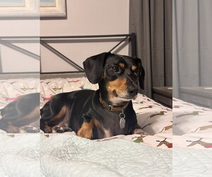 Dachshund Dogs for adoption in Tampa, FL, USA