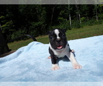 Small #2 Boston Terrier