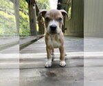 Small Photo #7 Boxer-Unknown Mix Puppy For Sale in Mooresville, NC, USA