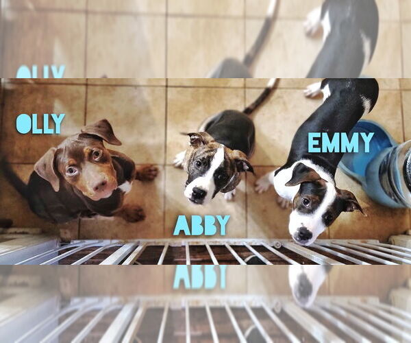 Medium Photo #2 Mutt Puppy For Sale in Raleigh, NC, USA