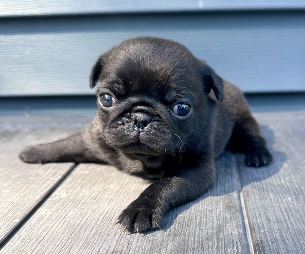 Medium Photo #4 Pug Puppy For Sale in CEDAR RAPIDS, IA, USA