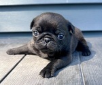 Small #3 Pug