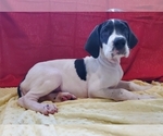 Small Photo #1 Great Dane Puppy For Sale in ROCKFORD, IL, USA