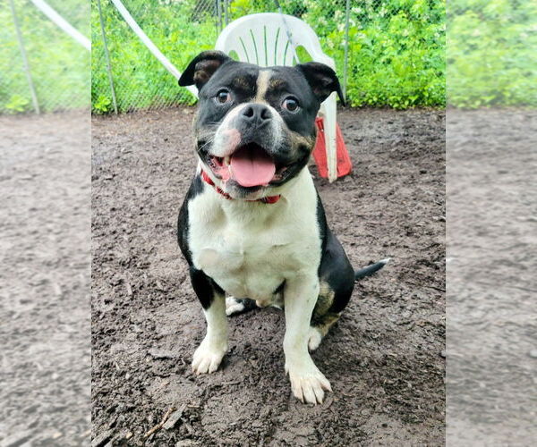 Medium Photo #4 American Bulldog Puppy For Sale in Lawrenceville, NJ, USA