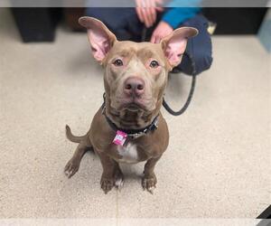 American Staffordshire Terrier-Unknown Mix Dogs for adoption in Fort Collins, CO, USA