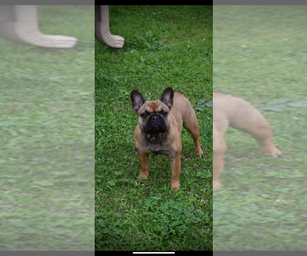 Medium Photo #1 French Bulldog Puppy For Sale in NEW ORLEANS, LA, USA