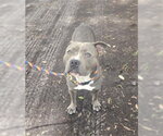 Small Mutt