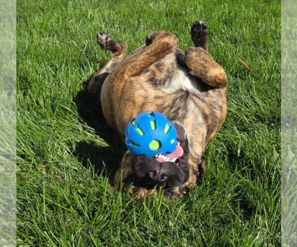 Medium Photo #2 Chow Chow-Unknown Mix Puppy For Sale in Muskegon, MI, USA