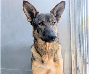 German Shepherd Dog Dogs for adoption in Camarillo, CA, USA