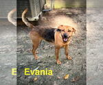 Small #1 German Shepherd Dog Mix