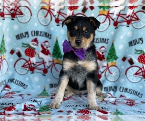 Medium Photo #3 Texas Heeler Puppy For Sale in LANCASTER, PA, USA
