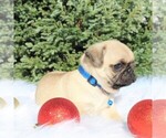 Small Photo #2 Pug Puppy For Sale in GREENCASTLE, PA, USA