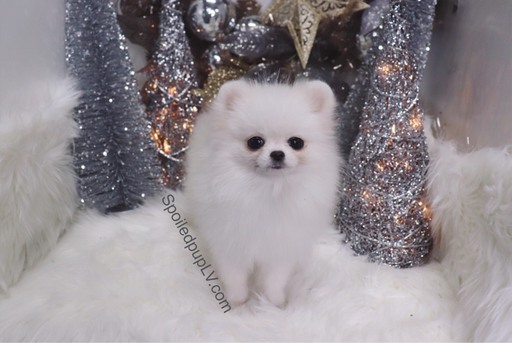 Medium Photo #3 Pomeranian Puppy For Sale in LAS VEGAS, NV, USA