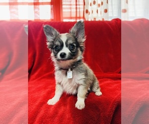 Papillon Litter for sale in HONEY BROOK, PA, USA