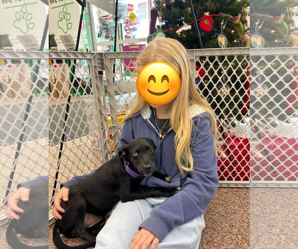 Medium Photo #3 Feist Terrier-Unknown Mix Puppy For Sale in Virginia Beach, VA, USA