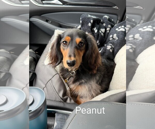 Medium Photo #3 Dachshund Puppy For Sale in Sioux Falls, SD, USA